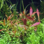 植栽から23日目（トリミングから68日目）